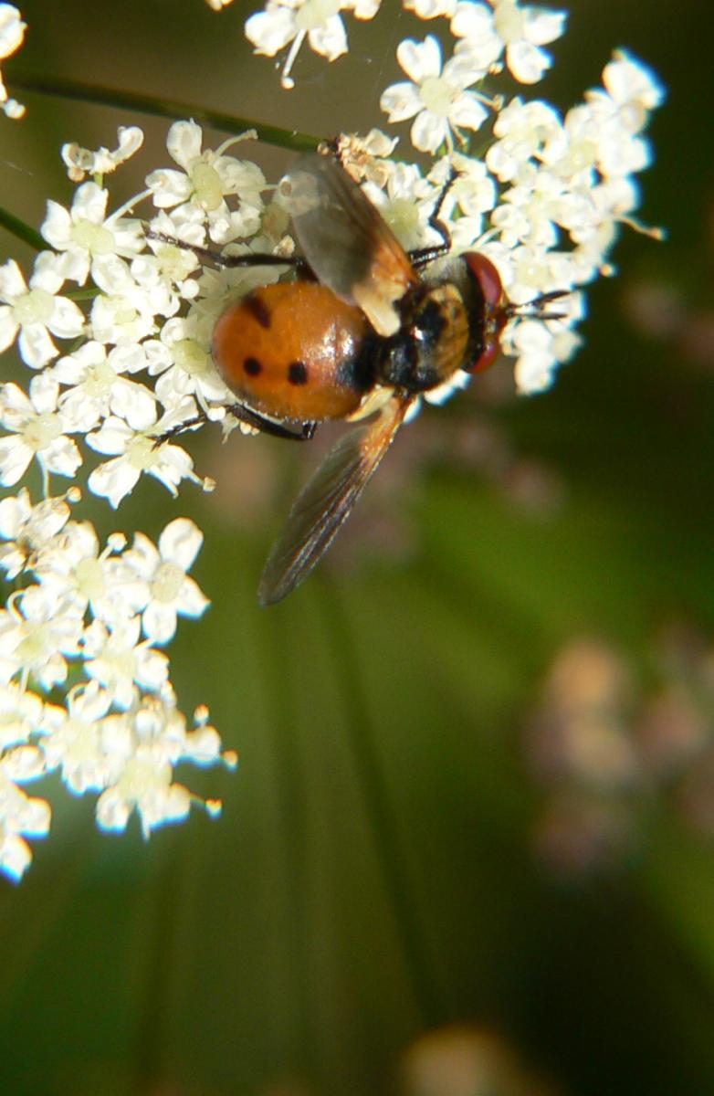 Diptero da identificare (5)